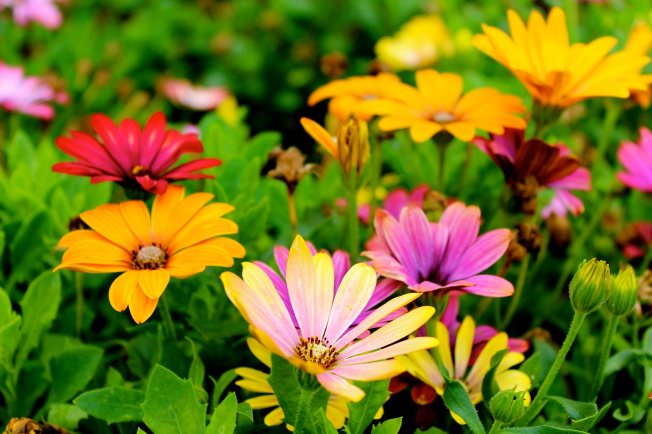Kolorowe kwiaty rosną w ogrodzie